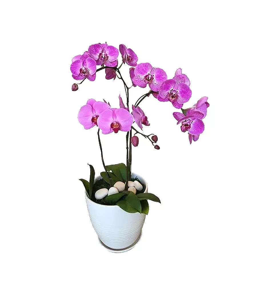 Attention-Getting Purple Phalaenopsis Orchid (3 Stem) with Whitaker White Vase